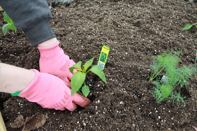 PlantingJalapeno